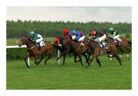 Idealist x Chanci Risk x Irish Fire