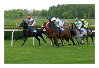 Indian Reef x Tullamore x Funny Valentine