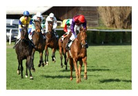 Shamalgan x Peerless Squeak