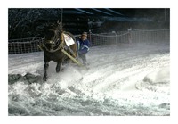 horse-sledge race