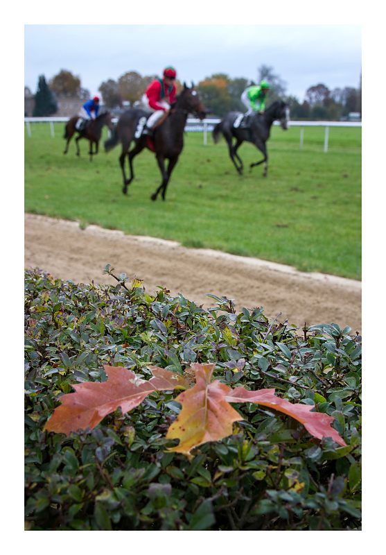 Aigrette Coquette x Danish King