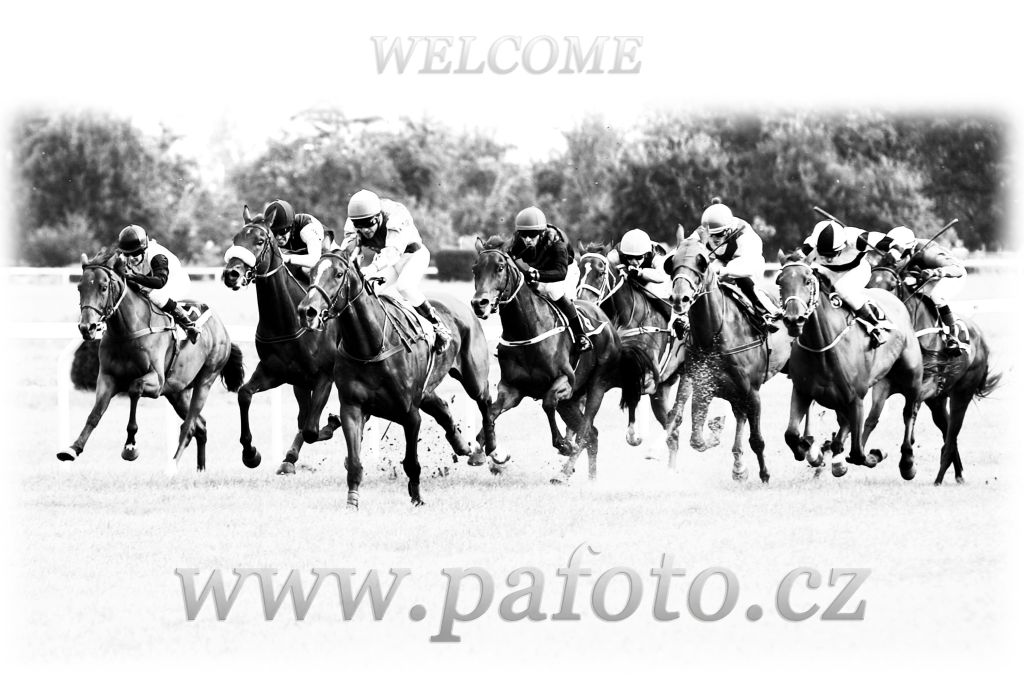 www.pafoto.cz - Dostihov fotogalerie